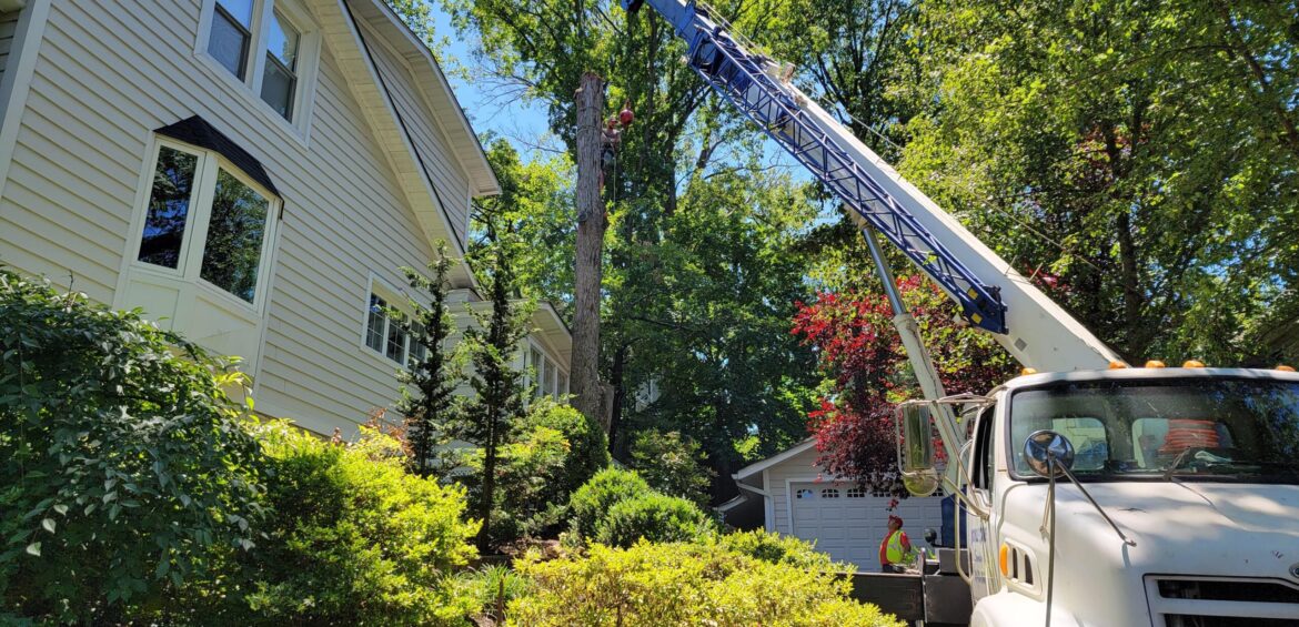 tree service arlington