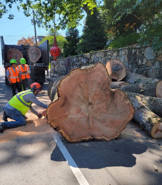 tree removal