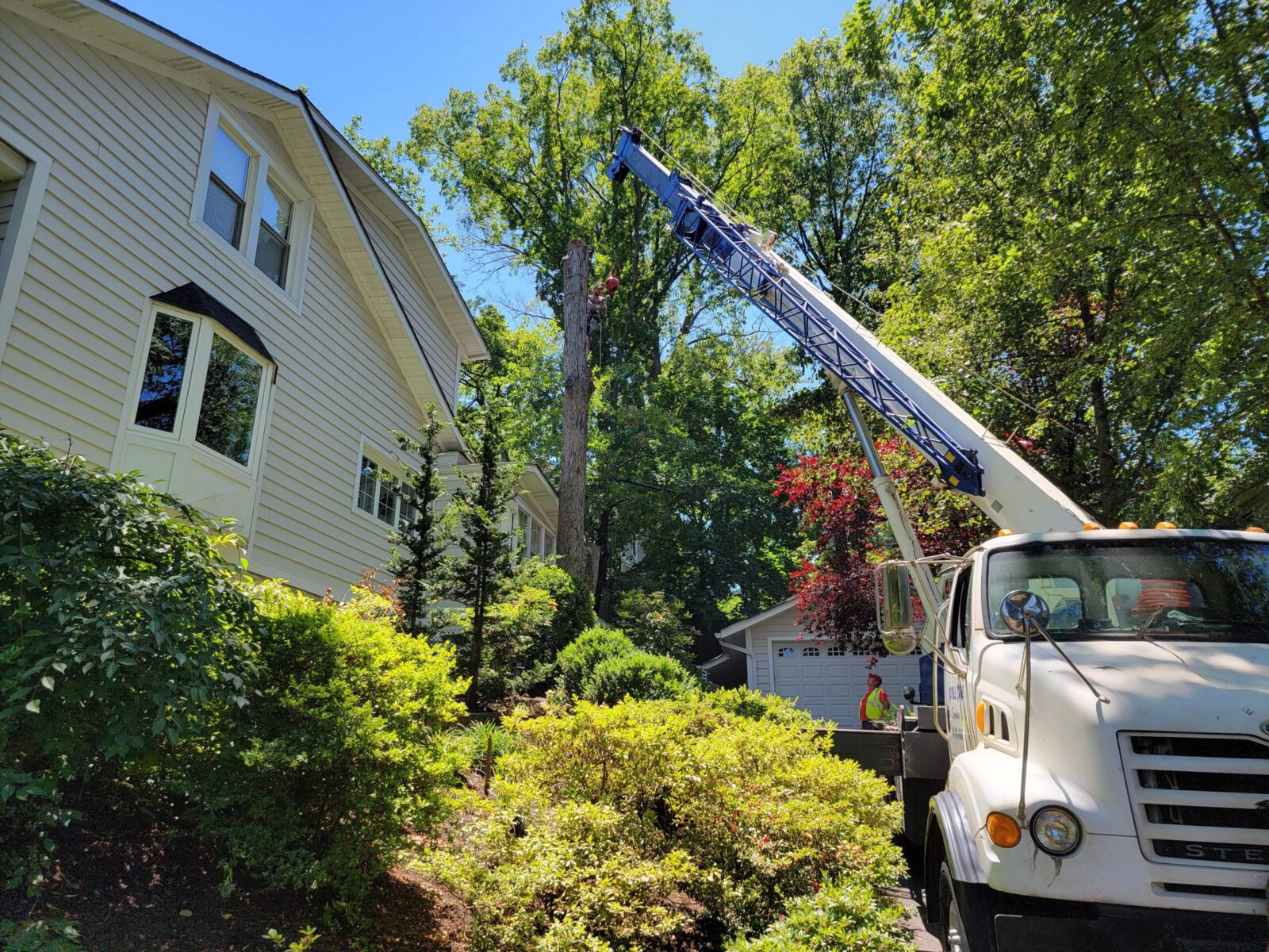 Common Equipment Used by Tree Service Professionals
