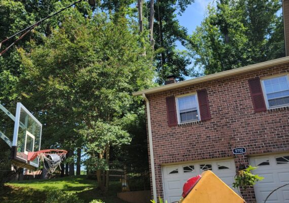 Tree Removal Service Fairfax VA