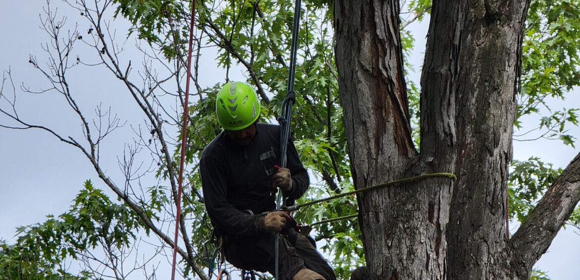 Tree Removal-1