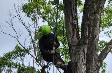 Tree Removal-1