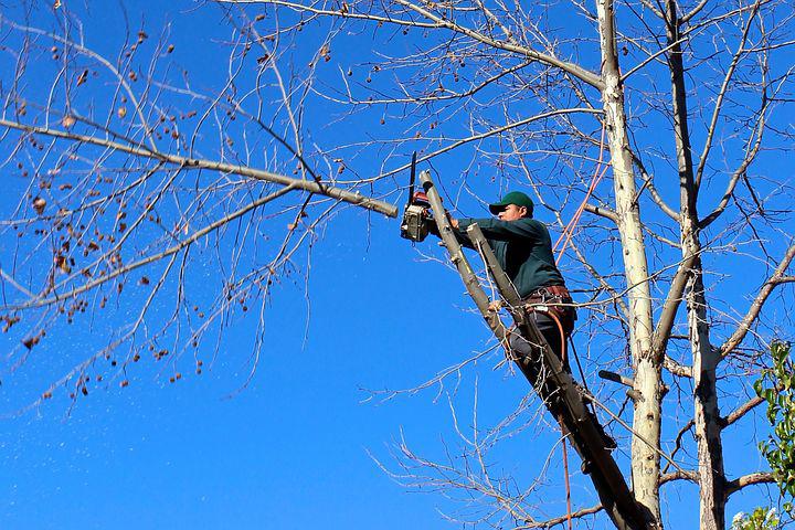 Summer tree Pruning