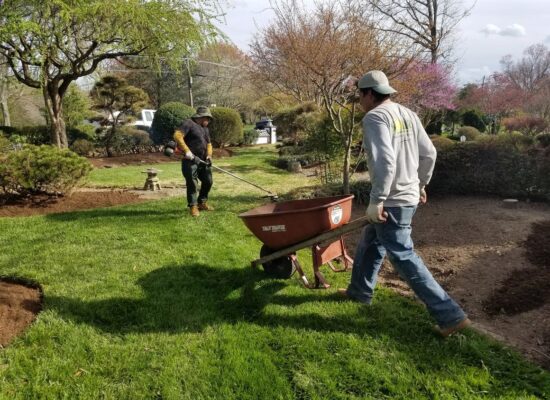 Trimming Shrubs and Hedges